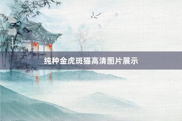 纯种金虎斑猫高清图片展示